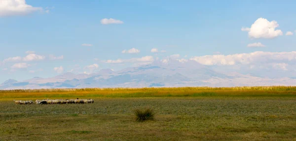 Piękny Krajobraz Sultanmarshes Ptak Raj Obok Góry Erciyes Kayseri — Zdjęcie stockowe