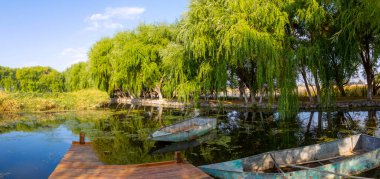Altın sarısı bataklıklar ve sazlıklar açık mavi gökyüzünün önünde yaz veya sonbahar mevsiminde. Bu Sazligi Kayseri Sultan 'dan..