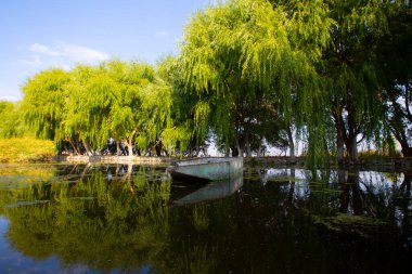 Altın sarısı bataklıklar ve sazlıklar açık mavi gökyüzünün önünde yaz veya sonbahar mevsiminde. Bu Sazligi Kayseri Sultan 'dan..