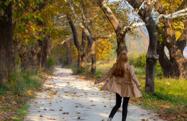 Türkiye 'nin Mugla kentinde ağaçlarla dolu güzel bir yol