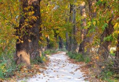Türkiye 'nin Mugla kentinde ağaçlarla dolu güzel bir yol