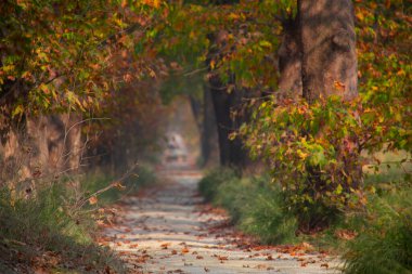 Türkiye 'nin Mugla kentinde ağaçlarla dolu güzel bir yol