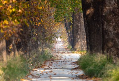 Türkiye 'nin Mugla kentinde ağaçlarla dolu güzel bir yol