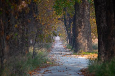 Türkiye 'nin Mugla kentinde ağaçlarla dolu güzel bir yol