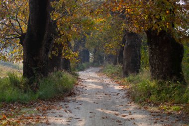 Türkiye 'nin Mugla kentinde ağaçlarla dolu güzel bir yol