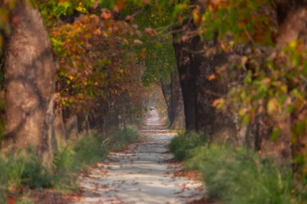 Красивая Дорога Деревьями Мугла Турция — стоковое фото