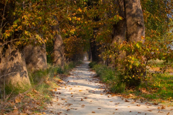 Estrada Bonita Com Árvores Mugla Turquia — Fotografia de Stock