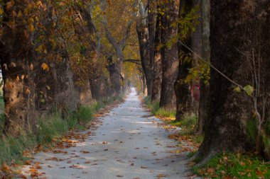 Türkiye 'nin Mugla kentinde ağaçlarla dolu güzel bir yol