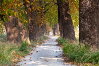 Türkiye 'nin Mugla kentinde ağaçlarla dolu güzel bir yol