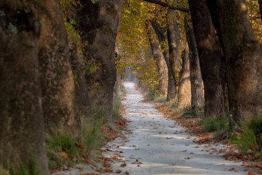 Türkiye 'nin Mugla kentinde ağaçlarla dolu güzel bir yol