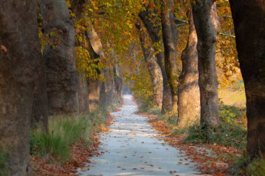 Türkiye 'nin Mugla kentinde ağaçlarla dolu güzel bir yol