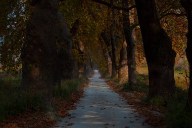 Türkiye 'nin Mugla kentinde ağaçlarla dolu güzel bir yol