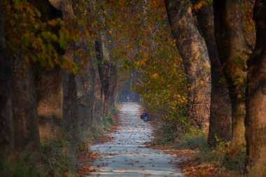 Türkiye 'nin Mugla kentinde ağaçlarla dolu güzel bir yol
