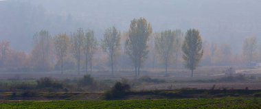 Türkiye 'nin Mugla kentinde ağaçlarla dolu güzel bir yol