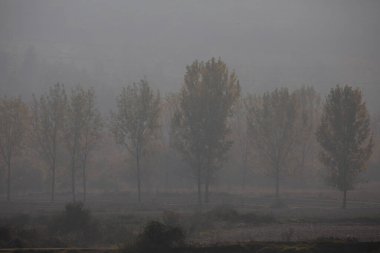 Türkiye 'nin Mugla kentinde ağaçlarla dolu güzel bir yol