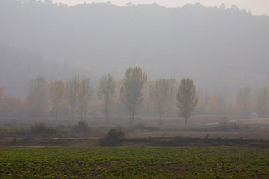 Türkiye 'nin Mugla kentinde ağaçlarla dolu güzel bir yol