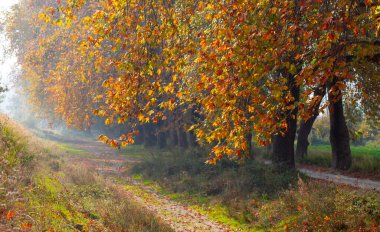Türkiye 'nin Mugla kentinde ağaçlarla dolu güzel bir yol