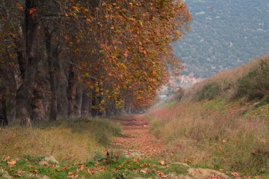 Türkiye 'nin Mugla kentinde ağaçlarla dolu güzel bir yol