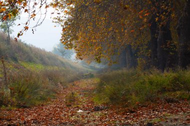 Türkiye 'nin Mugla kentinde ağaçlarla dolu güzel bir yol