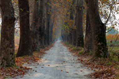 Türkiye 'nin Mugla kentinde ağaçlarla dolu güzel bir yol