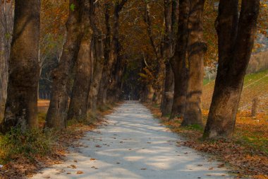 Türkiye 'nin Mugla kentinde ağaçlarla dolu güzel bir yol