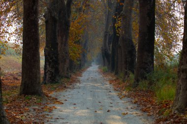 Türkiye 'nin Mugla kentinde ağaçlarla dolu güzel bir yol