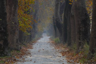 Türkiye 'nin Mugla kentinde ağaçlarla dolu güzel bir yol