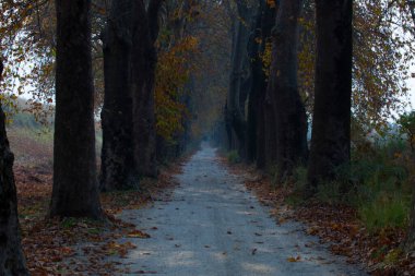 Türkiye 'nin Mugla kentinde ağaçlarla dolu güzel bir yol