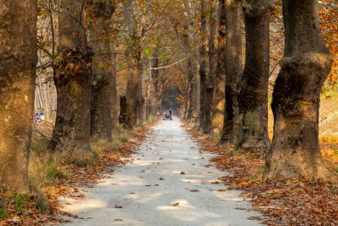 Türkiye 'nin Mugla kentinde ağaçlarla dolu güzel bir yol