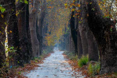 Türkiye 'nin Mugla kentinde ağaçlarla dolu güzel bir yol