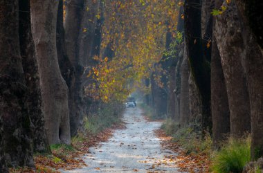 Türkiye 'nin Mugla kentinde ağaçlarla dolu güzel bir yol