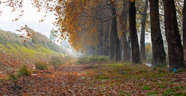 Türkiye 'nin Mugla kentinde ağaçlarla dolu güzel bir yol