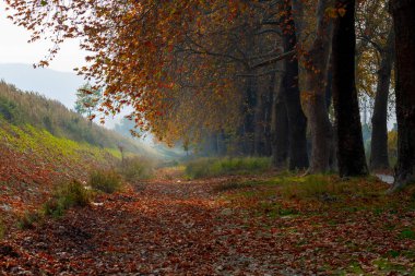 Türkiye 'nin Mugla kentinde ağaçlarla dolu güzel bir yol