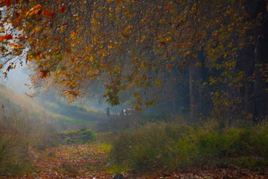 Türkiye 'nin Mugla kentinde ağaçlarla dolu güzel bir yol