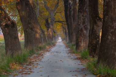 Türkiye 'nin Mugla kentinde ağaçlarla dolu güzel bir yol