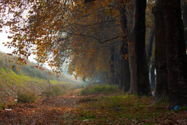 Türkiye 'nin Mugla kentinde ağaçlarla dolu güzel bir yol