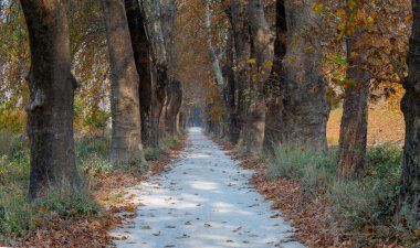 Türkiye 'nin Mugla kentinde ağaçlarla dolu güzel bir yol