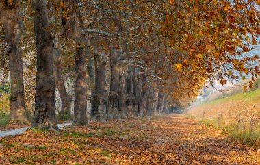 Türkiye 'nin Mugla kentinde ağaçlarla dolu güzel bir yol