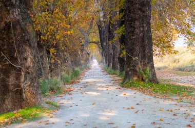 Türkiye 'nin Mugla kentinde ağaçlarla dolu güzel bir yol