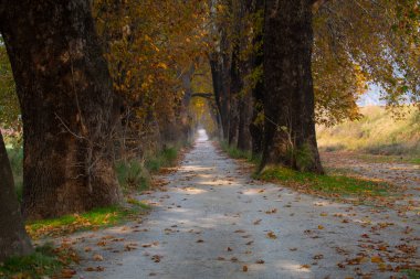 Türkiye 'nin Mugla kentinde ağaçlarla dolu güzel bir yol