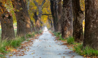 Türkiye 'nin Mugla kentinde ağaçlarla dolu güzel bir yol