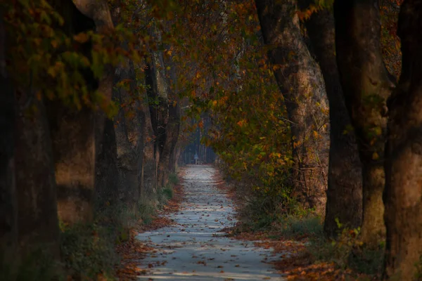 Beautiful road with the trees in Mugla, Turkey