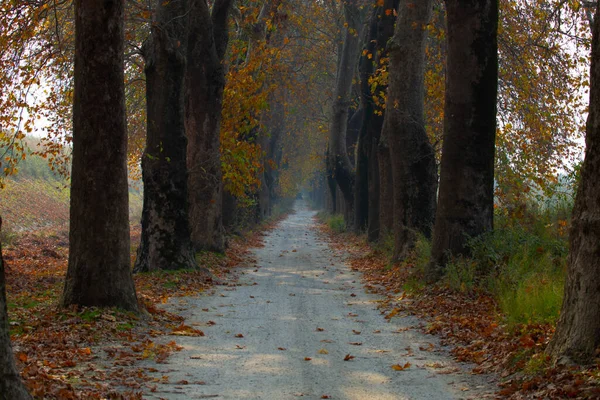 Estrada Bonita Com Árvores Mugla Turquia — Fotografia de Stock
