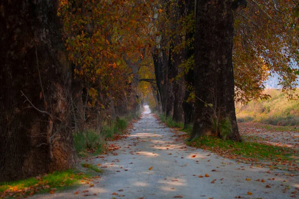 Красивая Дорога Деревьями Мугла Турция — стоковое фото