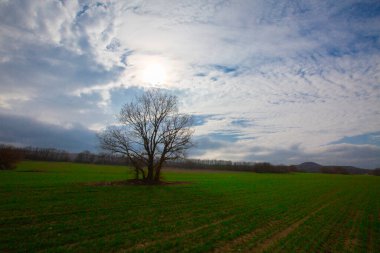Tarlanın ortasında yaprakları dökülmüş mistik bir ağaç.