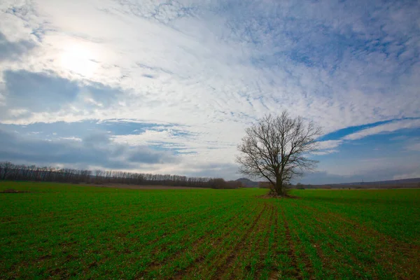 Ett Mystiskt Träd Med Fallna Löv Mitt Ett Fält — Stockfoto