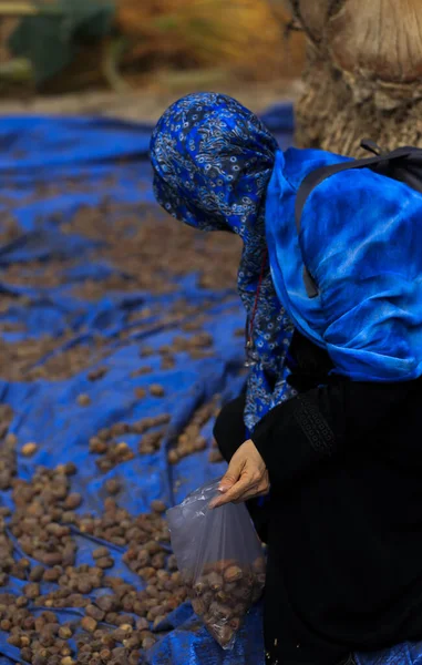 Suudi Arabistan 'da hurma ağaçları ve olgun tarihler.