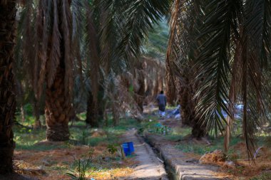 Suudi Arabistan 'da hurma ağaçları ve olgun tarihler.