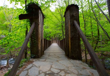 Ormanda şelale manzarası. Erikli şelalesi, Yalova.