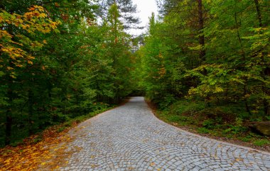 Sonbahar ormanı, renkli tepelerde çok sayıda ağaç, Yenice Ormanı Doğa Parkı, Karabuk, Türkiye.